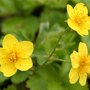Waldsteinia Ternata bloem